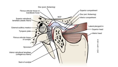 Functional Anatomy Of The TMJ Flashcards Quizlet