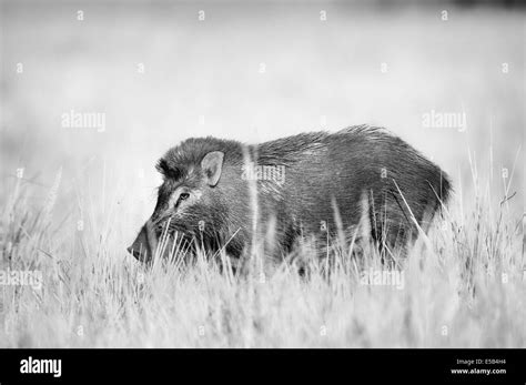 Wild Boar Sus Scrofa Portrait Black And White Stock Photos And Images Alamy