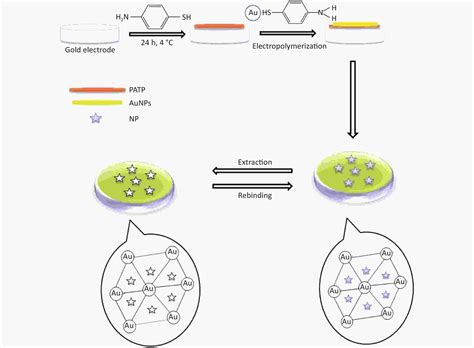 A Molecularly Imprinted Polymer Sensor Based On The