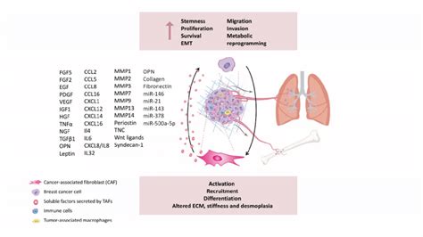 Pro Metastatic Cafs Secreted Factors At The Primary Tumor Promote Tumor Download Scientific