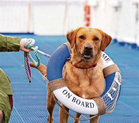 Ruff Crossing Ferry Brings In New Pet Cabins