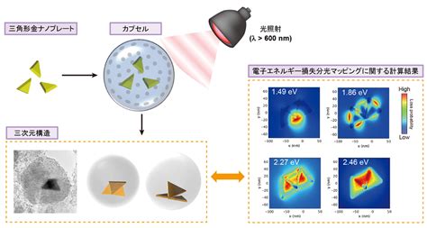 ナノカプセルに閉じ込めた金ナノ粒子を使って三次元構造を組み立てる新しい技術を開発 プレスリリース 東邦大学