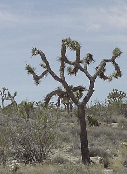 Joshua Trees Pics4learning