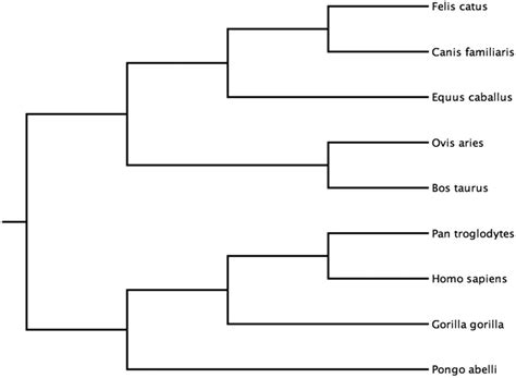 Phylogenetic Tree Of The Nine Mammals Included In This Study