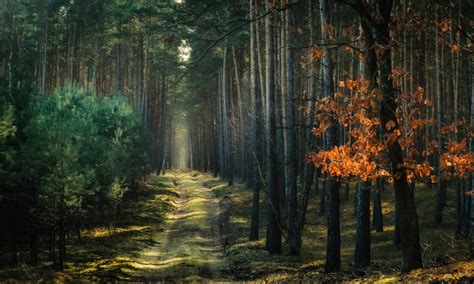 4514915 Forest Landscape Poland Fence Trees Dirt Road Rare