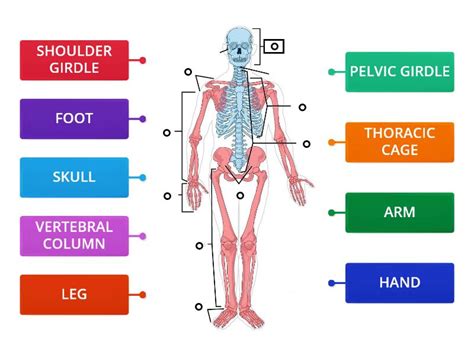 Human Skeleton Labelled Diagram