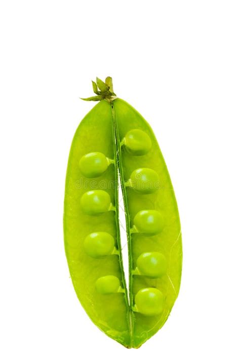 Opened Green Peas Pod With Peas Attached To It And Isolated In White