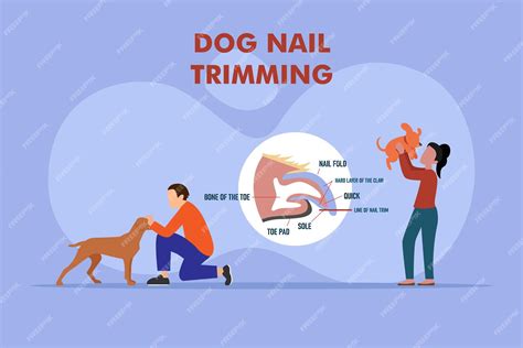 Premium Vector Dog Nail Trimming With Anatomical Claw Side View