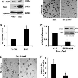 Snail Increases Mt Mmp Expression In Pancreatic Cancer Cells A And B