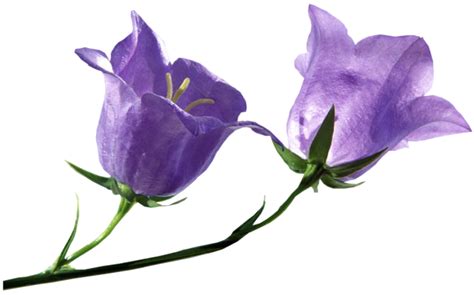 Bellflower PNG transparent image download, size: 664x414px