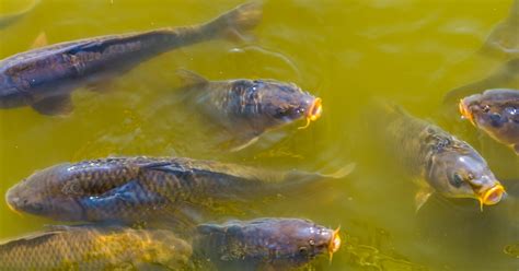 Best Small Pond Fish - Best Decorations