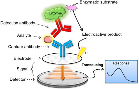 Sensors Free Full Text Current Technologies Of Electrochemical Immunosensors Perspective On