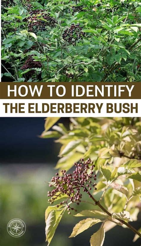 How To Identify The Elderberry Bush Shtfpreparedness Edible Wild Plants Elderberry Bush