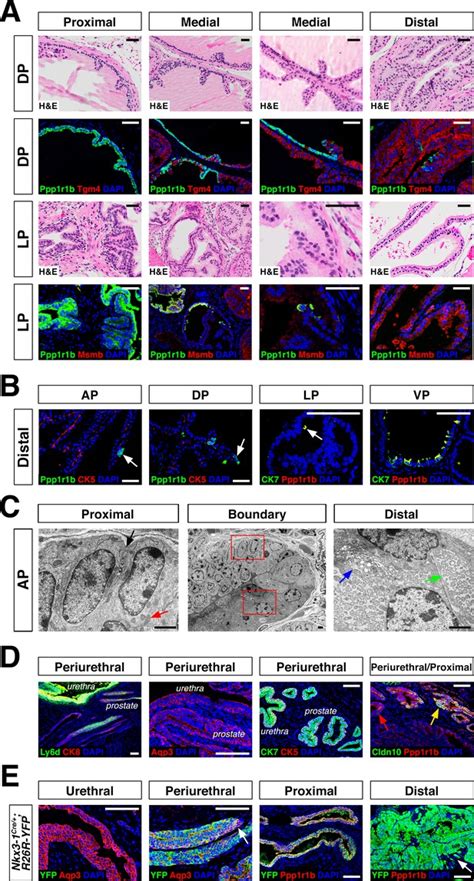 A Single Cell Atlas Of The Mouse And Human Prostate Reveals