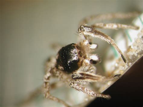 Habronattus Tarsalis From Needles CA 92363 USA On March 13 2001 At