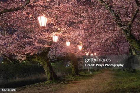 554 Japan Cherry Blossom Path Stock Photos, High-Res Pictures, and ...