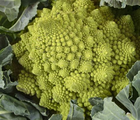 Couve Flor Verde Em Uma Bacia De Madeira Ccb De Madeira Do Romanesco