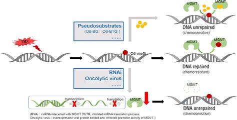 Two Main Approaches To Block Methylated DNA Repair By Targeting The