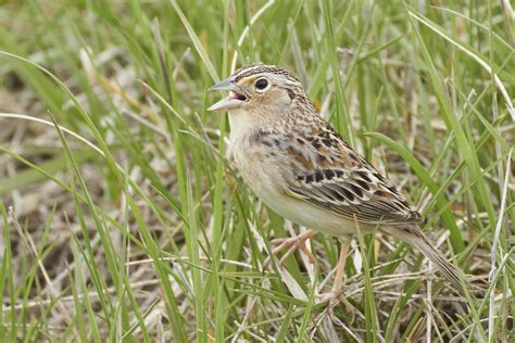 Grasshopper Sparrow Dsc Dana Siefer Flickr