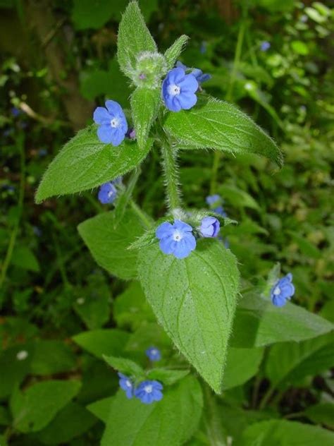 Pentaglottis Sempervirens Green Alkanet