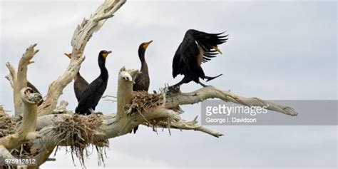 984 Cormorant Nesting Stock Photos, High-Res Pictures, and Images ...