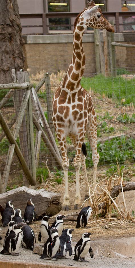 Mixed Species Exhibit Henry Doorly Zoo Omaha Flickr