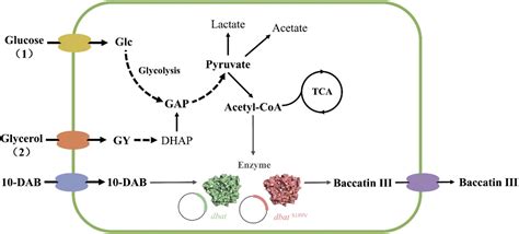 Frontiers Microbial Cell Factory Of Baccatin Iii Preparation In