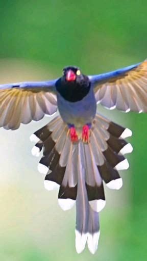 Wonderful Pic Of Earth Bird Birdsofinstagram Instareel Video