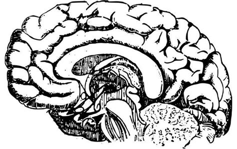 Exercise And Electric Brain Stimulation Boost Learning: Study - SlashGear