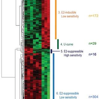 Cluster Analysis Of Estrogen Responsive Genes In Fetal UGS Mesenchyme