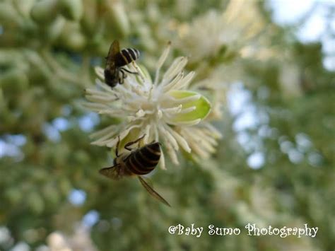 Baby Sumo Photography Bees Ants And Mosquitoes On Royal Palm Seeds