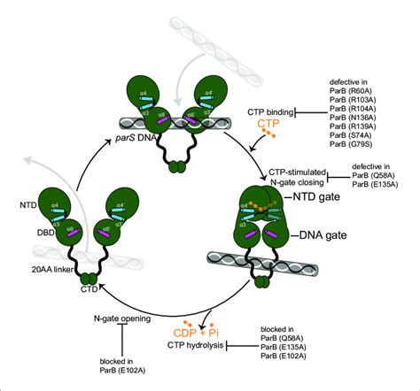 A Model For C Crescentus Parb Nucleating Sliding And Recycling