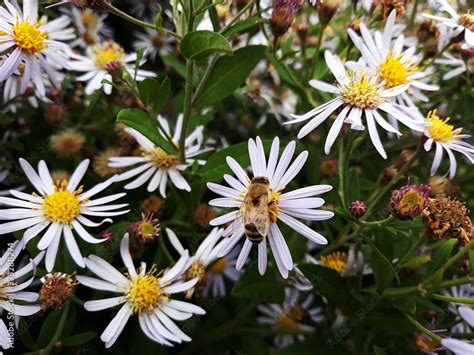 White Flowers Of Symphyotrichum Pilosum Commonly Called The Hairy