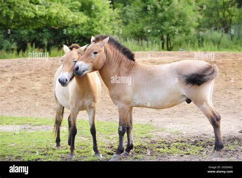 Equus ferus przewalskii Fotos und Bildmaterial in hoher Auflösung Alamy