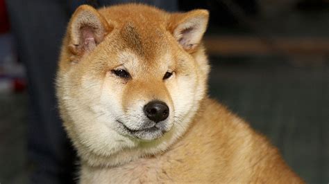 Shiba Inu S Shibarium Crossing Million Wallets And Surging