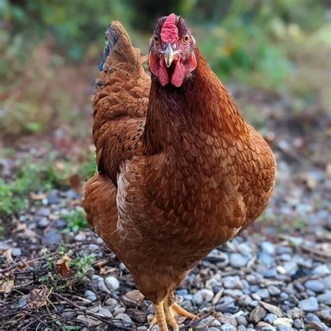 Cinnamon Queen Chicken Breed Info Where To Buy Chicken And Chicks Info