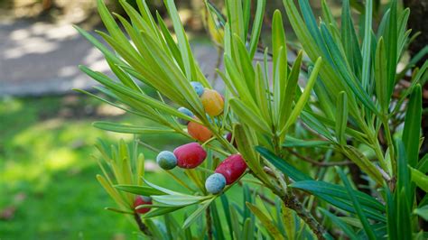 How to Plant, Grow, and Care for Podocarpus