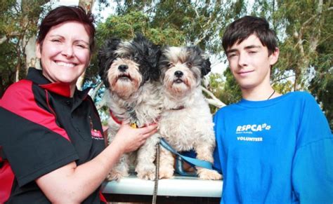 Rspca Seeks More Paws For Fundraiser The West Australian