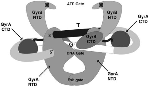 A Structural Model For The Gyrase DNA Complex The DNA Gyrase A And B