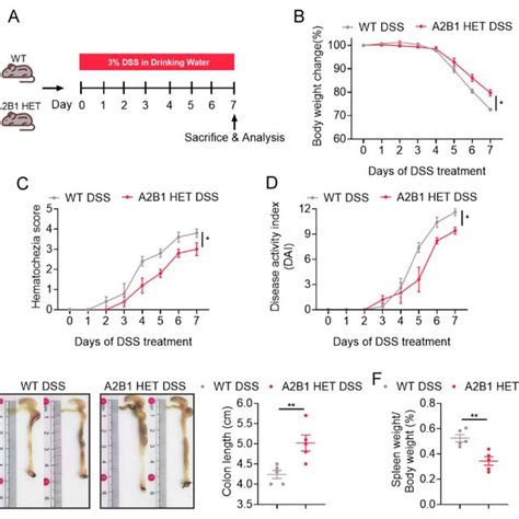 Hnrnpa B Deficiency Protects Mice From Dss Induced Acute Colitis A