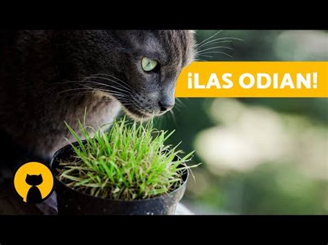 Las Mejores Plantas Para Mantener A Los Gatos Alejados Del Jard N