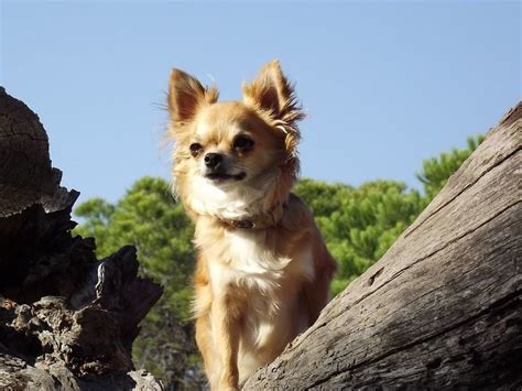 Accueil Elevage Du Patio Des Belles Terres Eleveur De Chiens