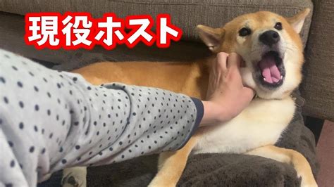 普段塩対応なのに時々甘えてくる柴犬があざとい Youtube