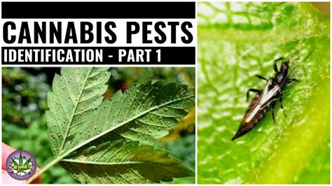 Common Cannabis Pests 🐛 Youtube