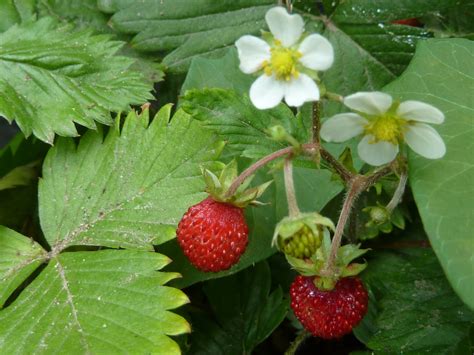 Walderdbeere Im Garten ›