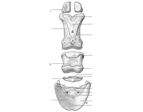 Ossa digitorum manus (horse)(Palmar view)(LATIN) Quiz
