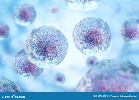 White Blood Cells With Nucleus And Granule Transparency Cell Membrane