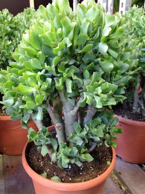 Crassula Ovata Undulata Suculentas Jardin Plantas Suculentas