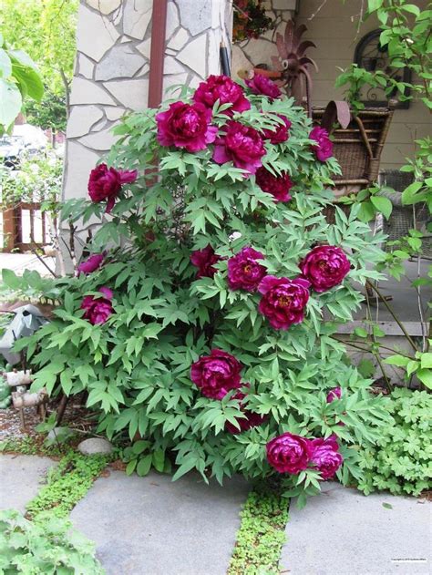 Entire Plant Photo Of Tree Peony Paeonia X Suffruticosa Shimadaijin Uploaded To