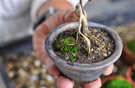 How To Make Bonsai Soil For Bonsai Growth Everything Bonsai Related